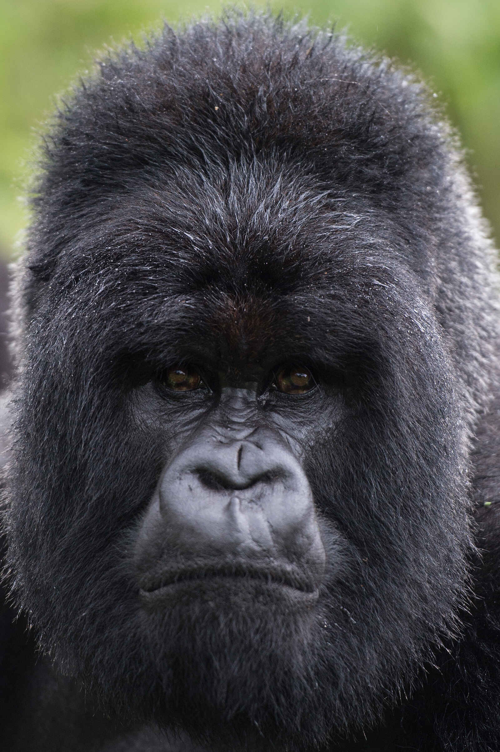 Bisate Lodge: Gorilla-Portrait Bisate Lodge: Gorilla-Portrait