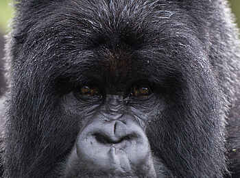 Bisate Lodge: Gorilla-Portrait Bisate Lodge: Gorilla-Portrait