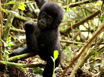Buhoma Lodge: Babygorilla