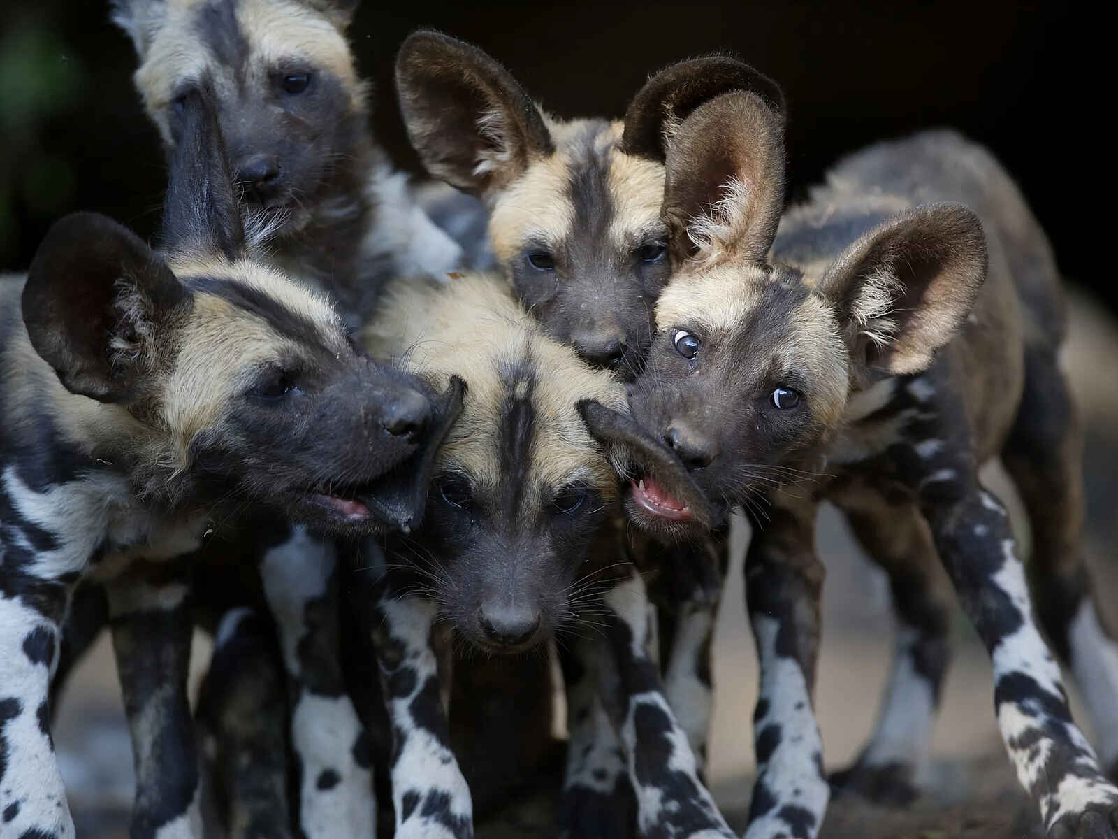 Cha Cha Metsi: Verspielte Wildhundwelpen Cha Cha Metsi: Verspielte Wildhundwelpen
