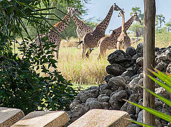 Chem Chem Lodge: Tierbeobachtung vom Pool aus Chem Chem Lodge: Tierbeobachtung vom Pool aus