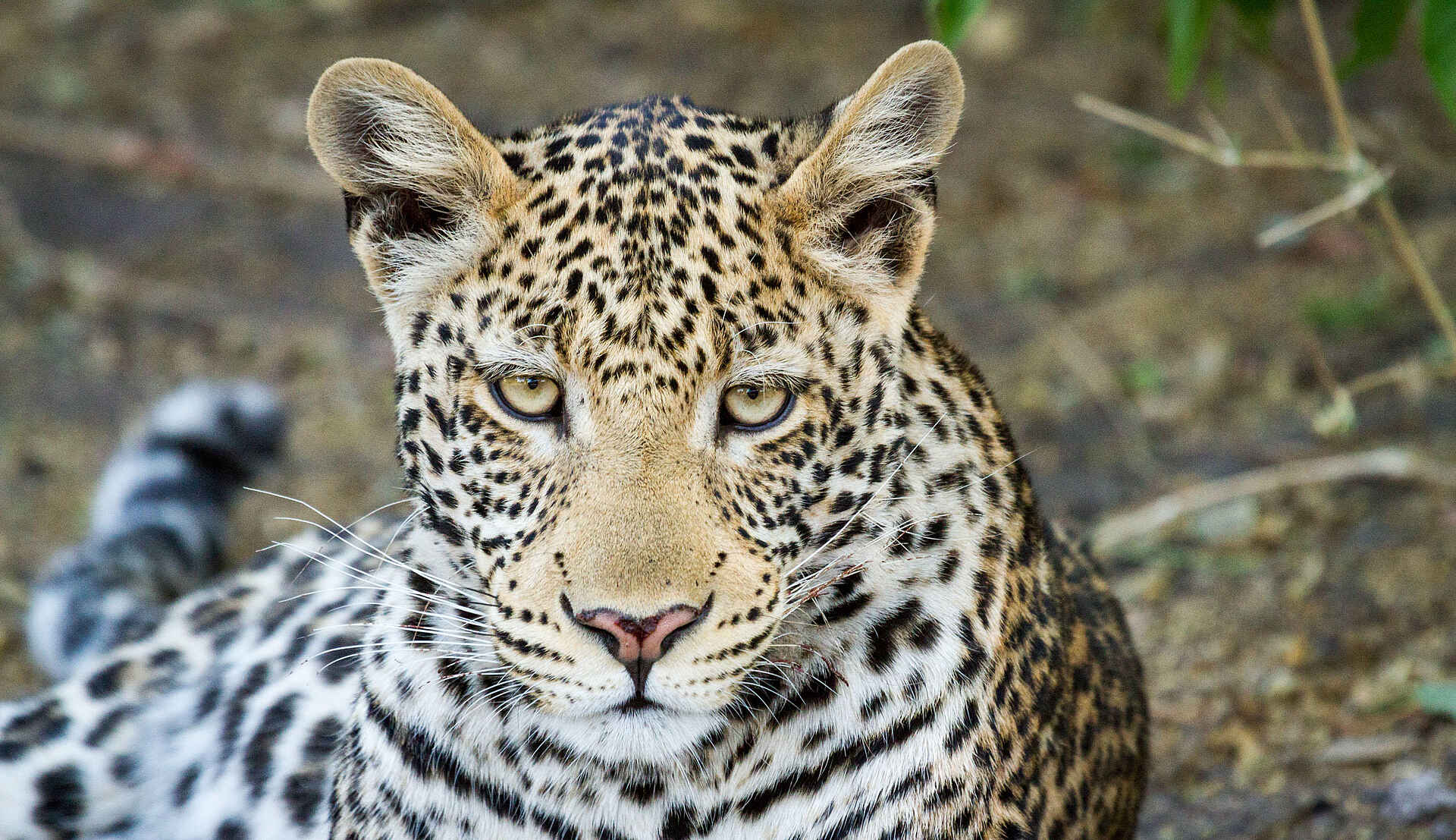 Chobe Game Lodge: Leopard