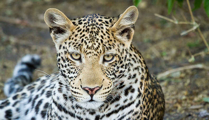 Chobe Game Lodge: Leopard Chobe Game Lodge: Leopard