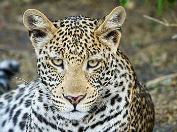 Chobe Game Lodge: Leopard