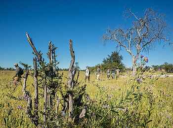 Duba Plains Suite: Walking Safari