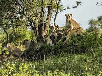 Forest Chem Chem: Ein Löwenrudel ruht sich aus Forest Chem Chem: Ein Löwenrudel ruht sich aus