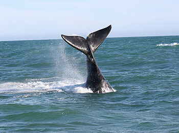 Grootbos Private Villas: Schwanzflosse Grootbos Private Villas: Schwanzflosse