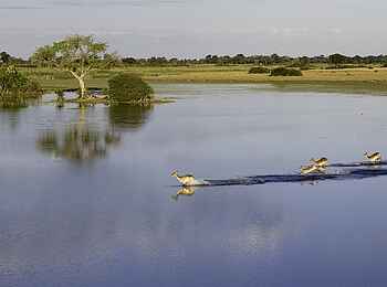 Jacana Camp: Rote Moorantilopen im Wasser Jacana Camp: Rote Moorantilopen im Wasser