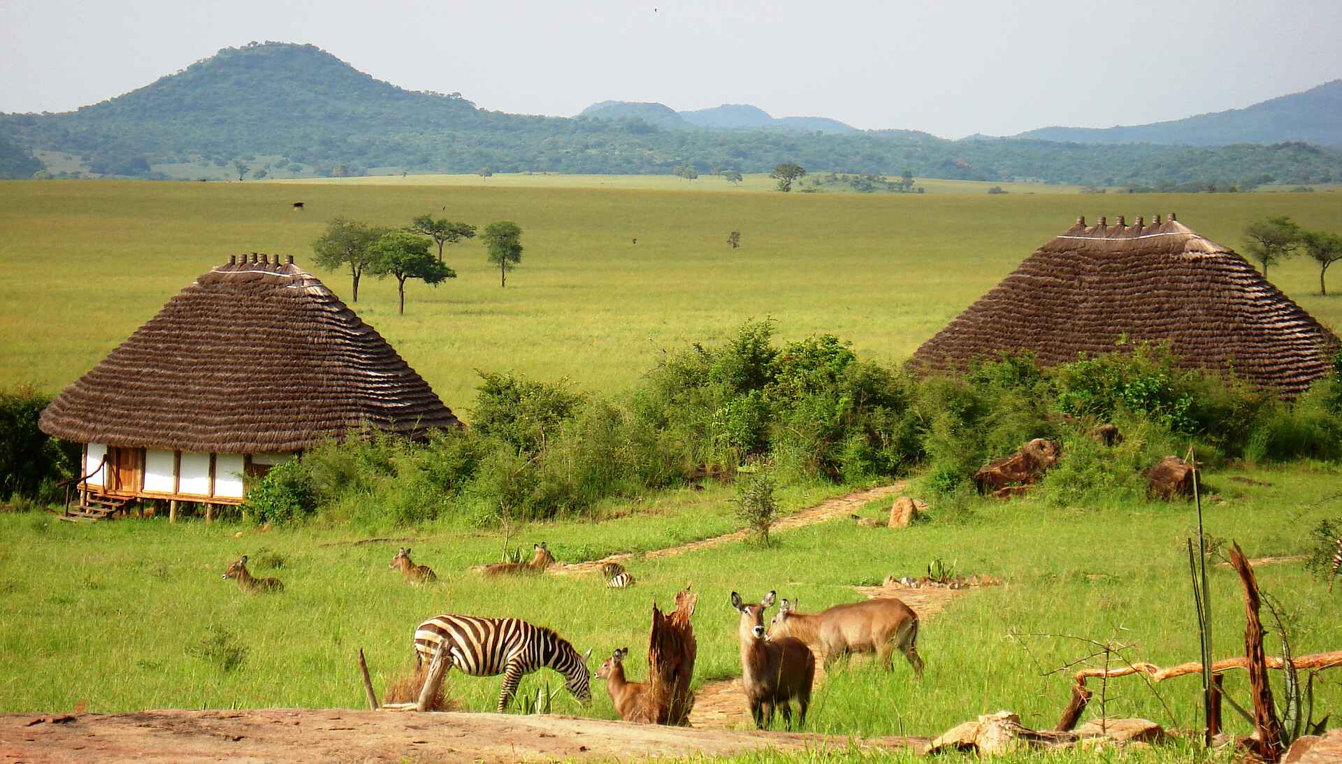 Kidepo National Park, Kidepo Valley, Narus Valley, Südsudan, Apoka Lodge, Wasserbock, Zebra, Savanne, Afrikarma, Afrikarma Safaris, Afrikarma.de, Wildplaces Uganda, Apoka Safari Lodge, Narus-Tal