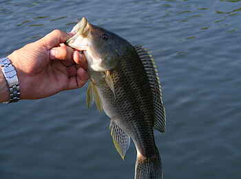 Leopard Lodge: Brasse