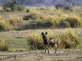 Little Ruckomechi Camp: Wildhund