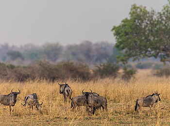 Luambe Camp: Äsende Gnus Luambe Camp: Äsende Gnus