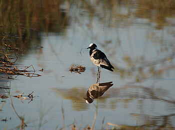 Macatoo Camp: Schmiedekiebitz