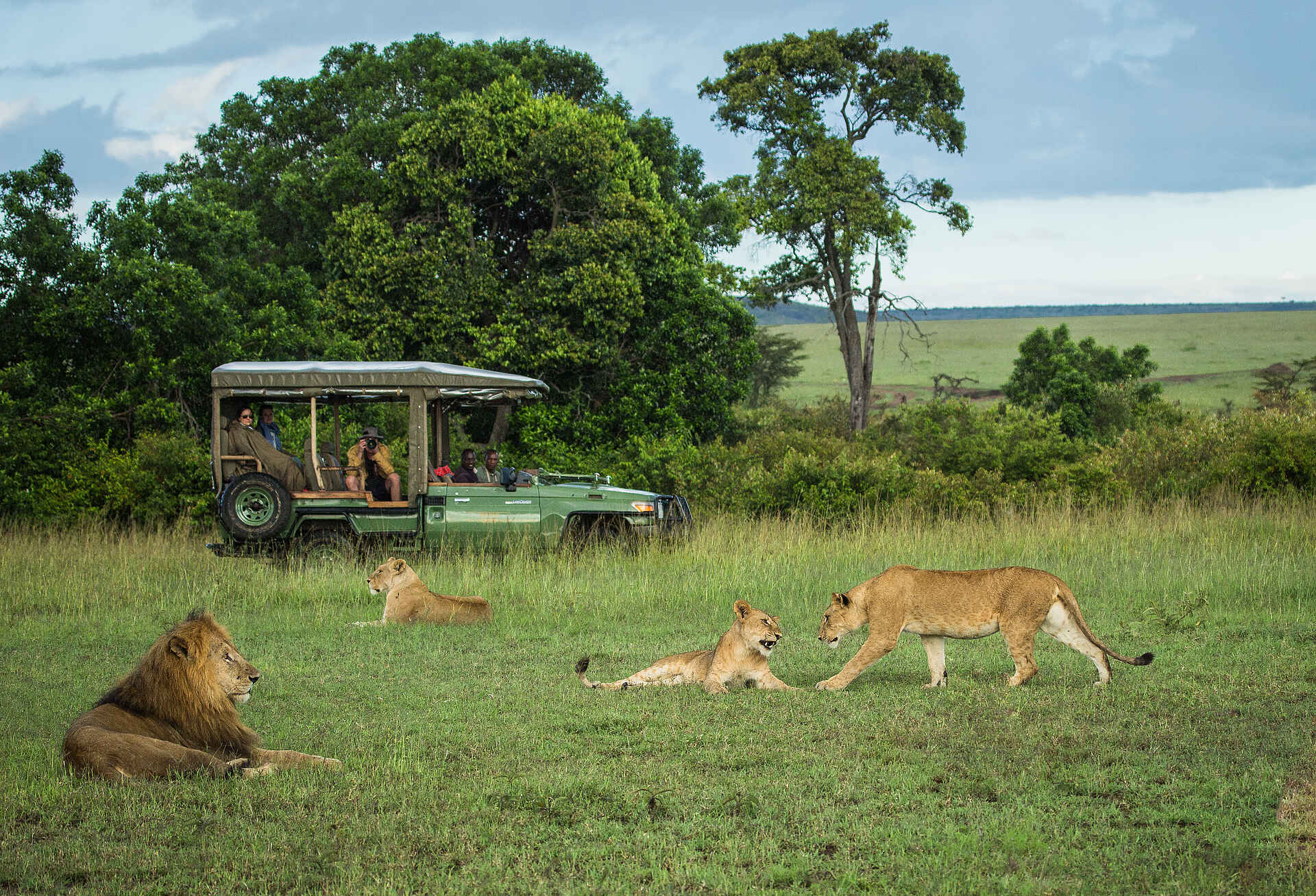 Mara Plains Camp: Eine Löwenfamilie bei der Pirschfahrt