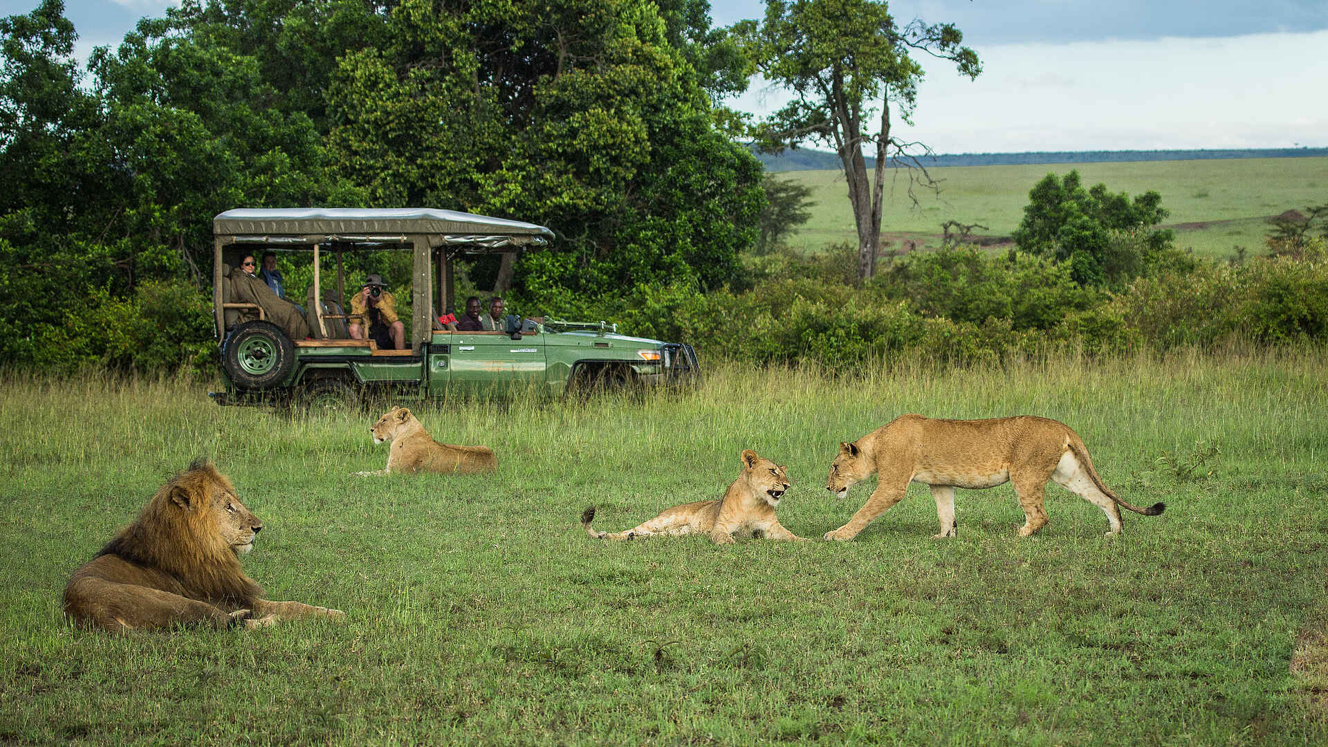 Mara Plains Camp: Eine Löwenfamilie bei der Pirschfahrt