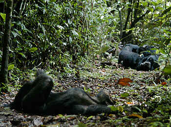 Mbali Mbali Mahale Lodge: Auf dem Waldboden