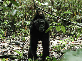 Mbali Mbali Mahale Lodge: Ritt auf den Schultern