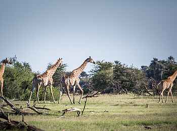 Meno a Kwena: Giraffen Meno a Kwena: Giraffen