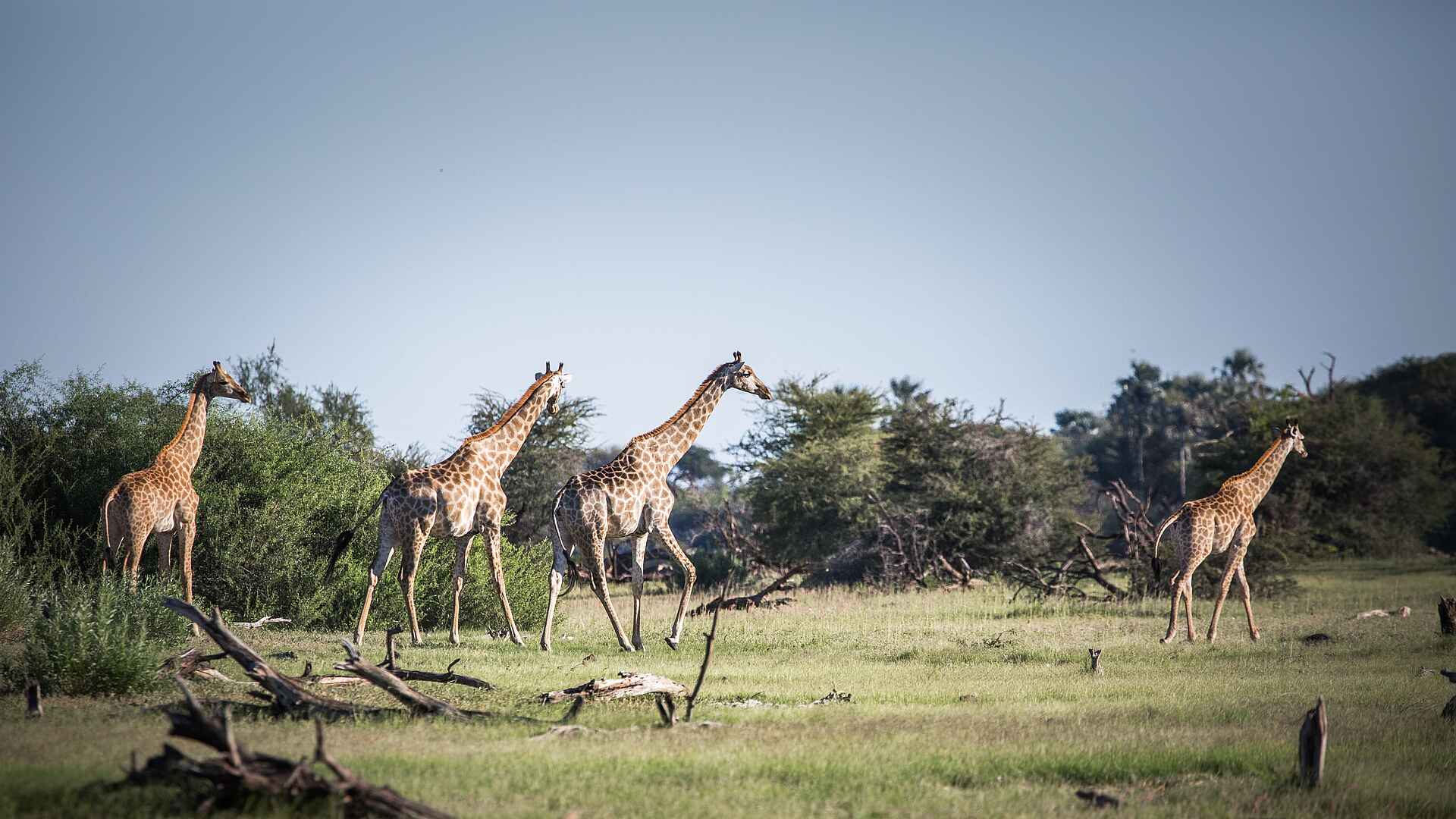 Meno a Kwena: Giraffen