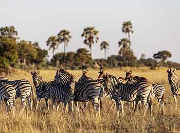 Mokolwane Camp: Zebras