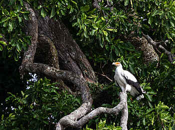 Nyanga Lodge: Seeadler