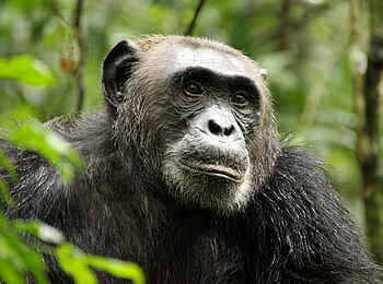 Papaya Lake Lodge: Schimpansenportrait