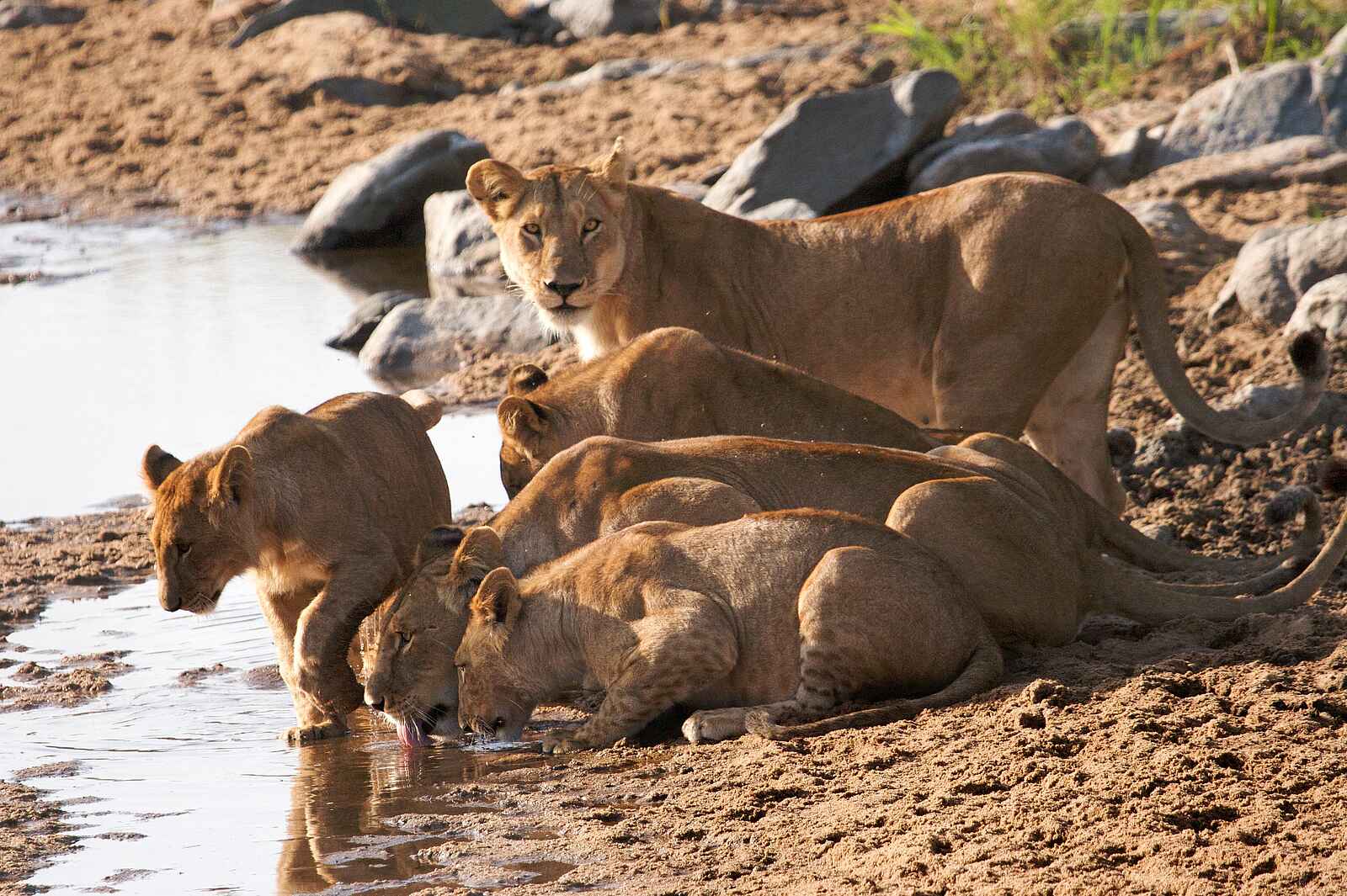 Serian Serengeti North: Löwenfamilie Serian Serengeti North: Löwenfamilie