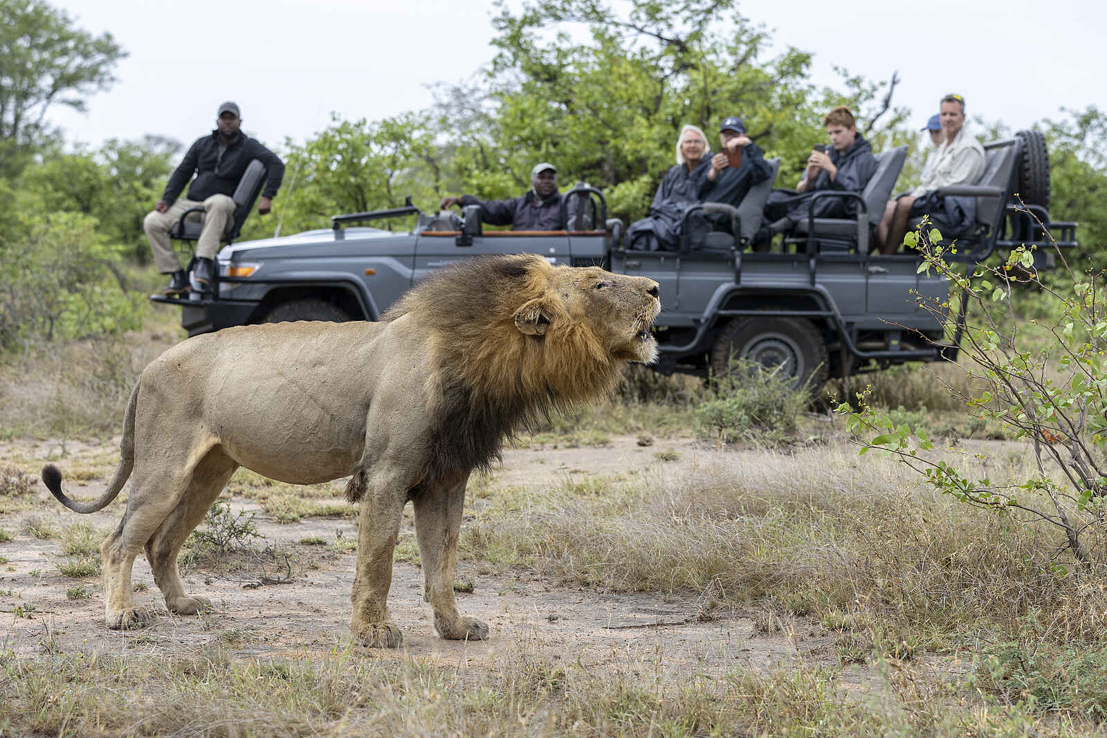 Simbavati Lodge Collection Simbavati Lodge Collection