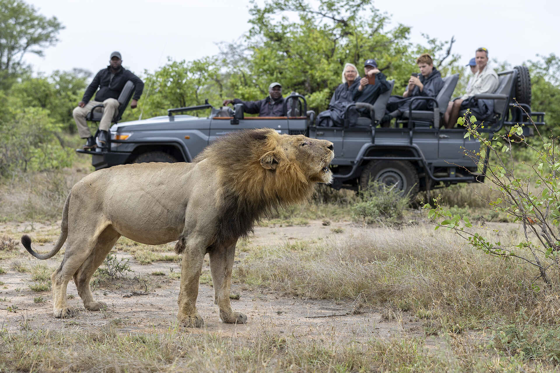 Simbavati Lodge Collection