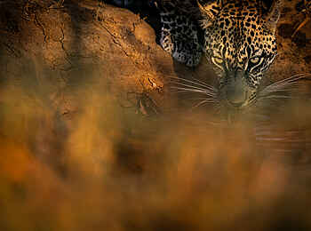 Singita Elela Luxury Lodge: Ein Leopard löscht seinen Durst Singita Elela Luxury Lodge: Ein Leopard löscht seinen Durst