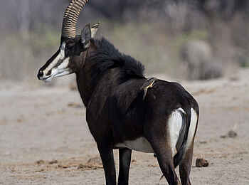 The Hide: Säbelantilope The Hide: Säbelantilope