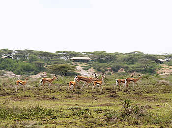 Ubuntu Migration Camp: Impalas