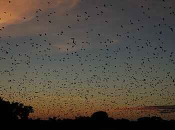 Wasa Lodge: Abendlicher Ausflug