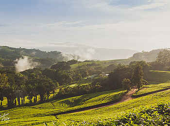 Aberfoyle Lodge: Tee-Plantagen Aberfoyle Lodge: Tee-Plantagen
