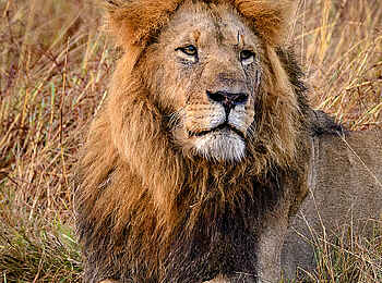 Entim Masai Mara: Männlicher Löwe