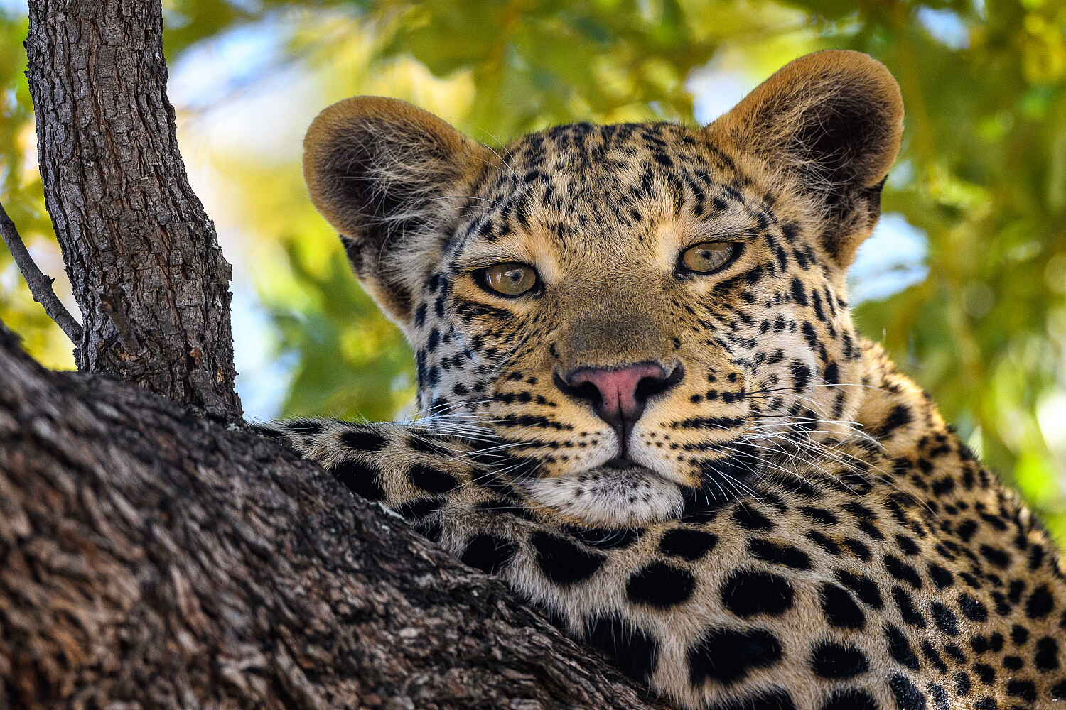 Jao Camp: Leopard auf dem Baum