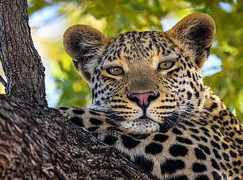 Jao Camp: Leopard auf dem Baum Jao Camp: Leopard auf dem Baum