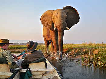 Little Vundu Camp: Elefantenbulle am Sambesiufer Little Vundu Camp: Elefantenbulle am Sambesiufer