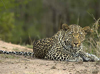 Londolozi Private Granite Suites: Leopard aus der Nähe