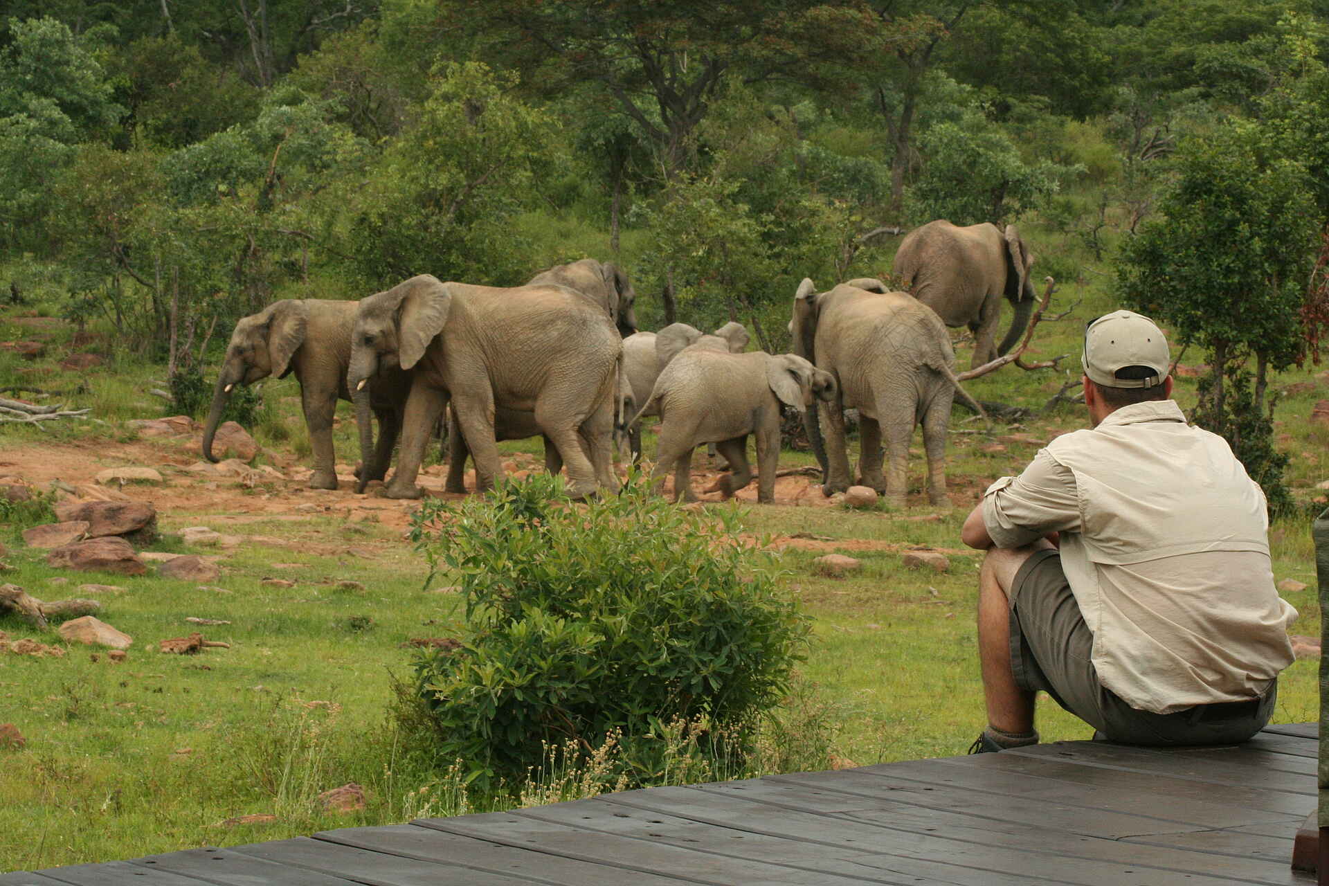 Makweti Safari Lodge: Elefantenparade vor der Lounge