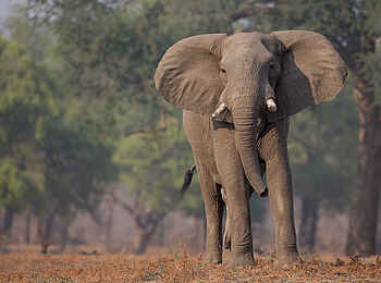 Nkonzi Bush Camp: Elefantenbulle Nkonzi Bush Camp: Elefantenbulle