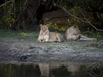Ntemwa Busanga Bushcamp: Ruhende Löwinnen im Schatten
