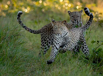 Tuludi Camp: Leoparden Tuludi Camp: Leoparden