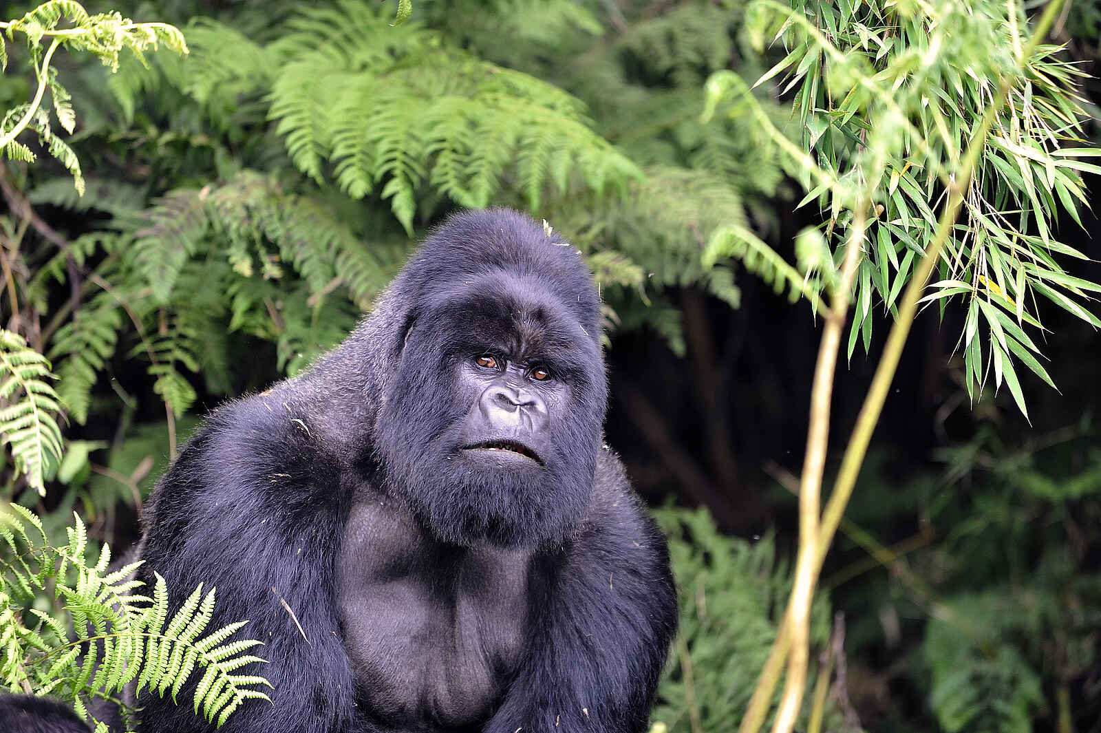 Volcanoes Virunga Lodge: Alarmierter Silverback Volcanoes Virunga Lodge: Alarmierter Silverback