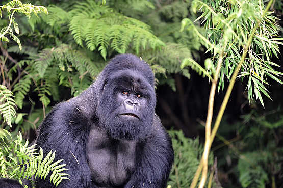 Volcanoes Virunga Lodge: Alarmierter Silverback Volcanoes Virunga Lodge: Alarmierter Silverback