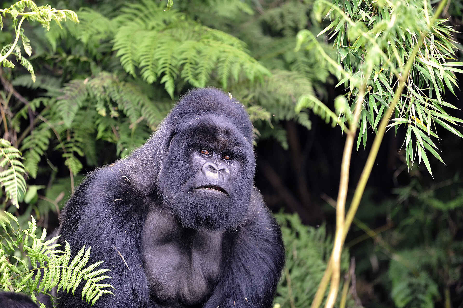 Gorilla Tracking, Kinigi, Musanze, Volcanoes National Park, Volcanoes Virunga Lodge, Gorilla, Portrait, Silverback, Afrikarma, Afrikarma Safaris, Afrikarma Safaris - Wildnis. Hautnah., Afrikarma.de