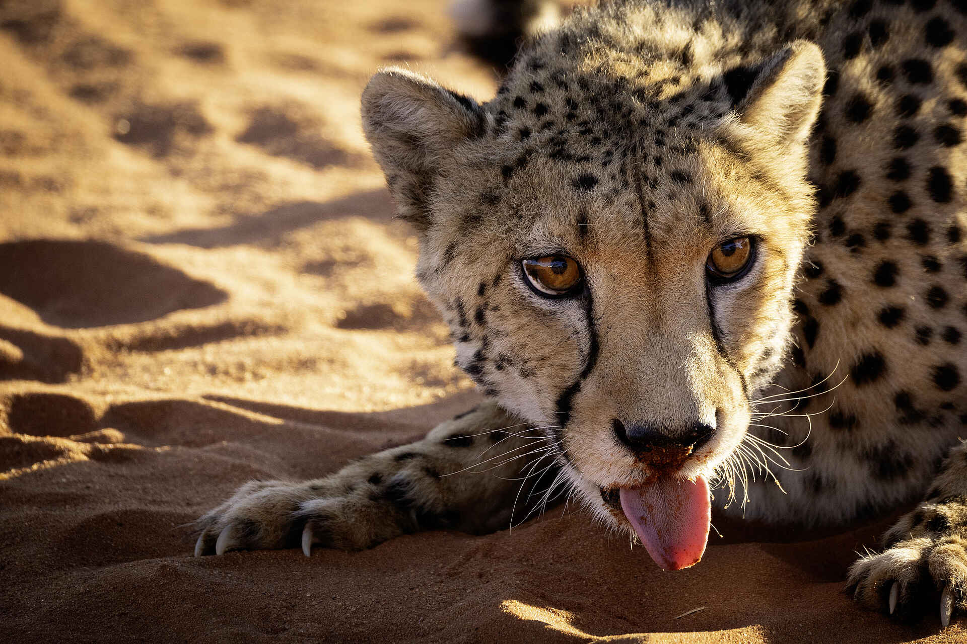 Bagatelle Kalahari Game Ranch: Gepard Bagatelle Kalahari Game Ranch: Gepard