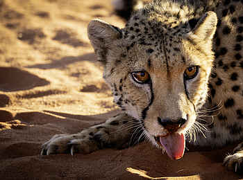 Bagatelle Kalahari Game Ranch: Gepard