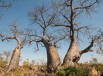 Belmond Savute Elephant Lodge: Baobabs