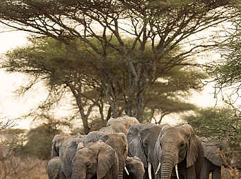 Charlie Serengeti Safari Camp: Elefantenherde